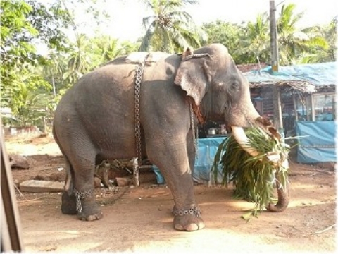 Images/cochin 376.jpg